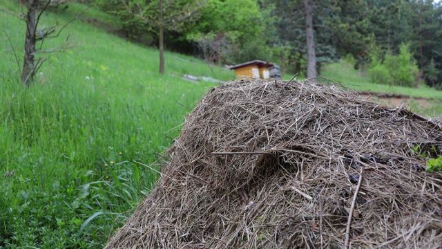 Príroda - areál Villy Žakýl príroda ubytovanie Banská Štiavnica