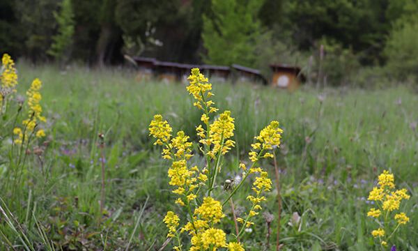 Areál Villa Žakýl príroda ubytovanie Banská Štiavnica