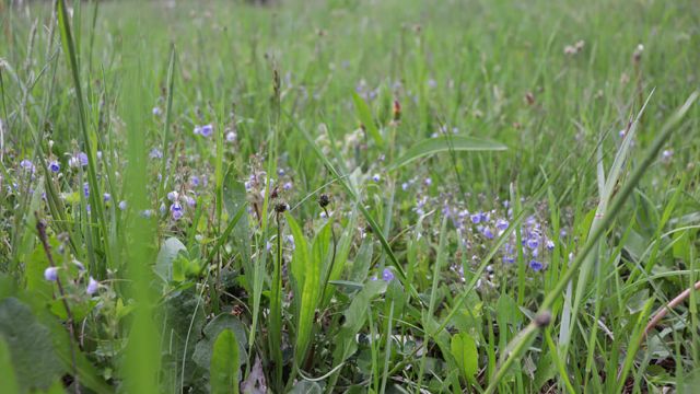 Areál, Villa Žakýl príroda ubytovanie Banská Štiavnica