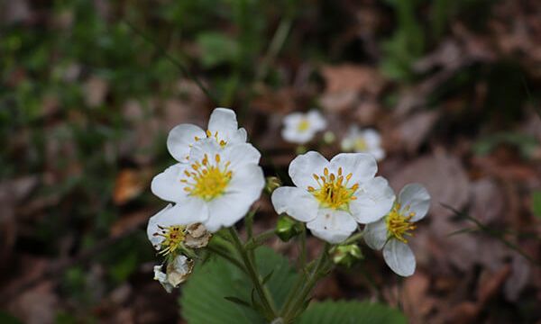 Obec Podhorie, studnička Podhorie, Banská Štiavnica, príroda